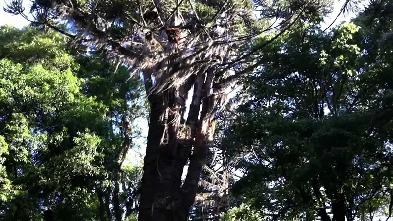 Parque do Pinheiro Grosso em Canela