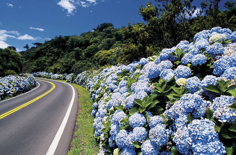 Rodovia das Hortênsias - Ligação entre Gramado e Canela